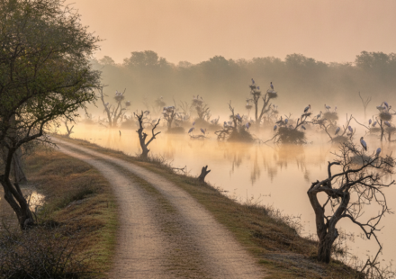top 10 bird sanctuaries in india hero