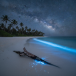 bioluminescent beaches in india hero